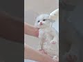 初めてのシャンプー🐾