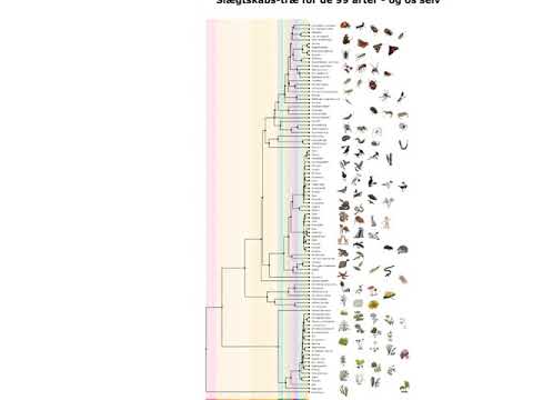 Video: Hvad Er Et Stamtræ