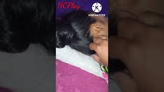 HAIRPLAY- Saat Istri Tidur Jambak Rambut Sampai Puas // Rambut Halus Dan Lembut
