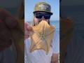 Sea Anemones &amp; Sea Stars part 2 the Release! #ocean #shorts #seafood #education