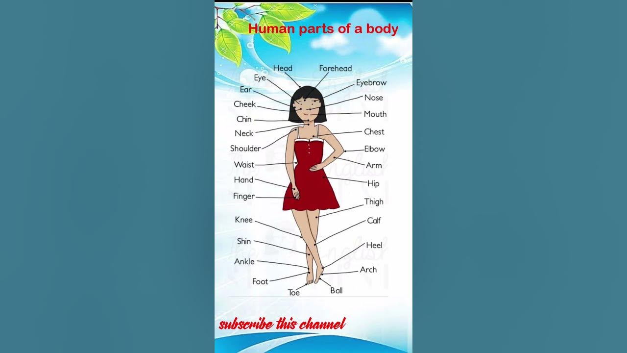 parts-of-a-body-in-english-human-body-parts-body-parts-with-picture