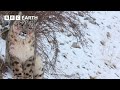 Slow down with snow leopards  mammals  bbc earth