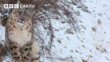 Slow Down with Snow Leopards | Mammals | BBC Earth