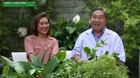 Lá lốt chữa đau nhức xương khớp, cột sống - Lương y Nguyễn Công Đức [Đông Y Thanh Tuấn]