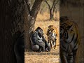 Tiger and Gorilla| #ai #cute