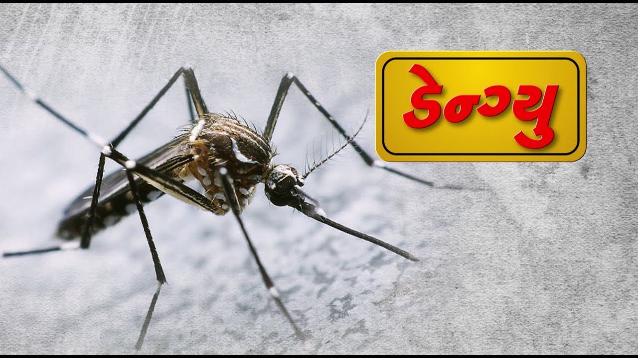 Dengue - Gujarati - YouTube