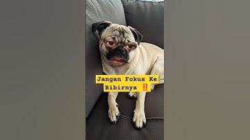 Gwenchana 😂 #shorts #shortsfeed #ytshorts #funny #cute #dog #dogs #gwenchana