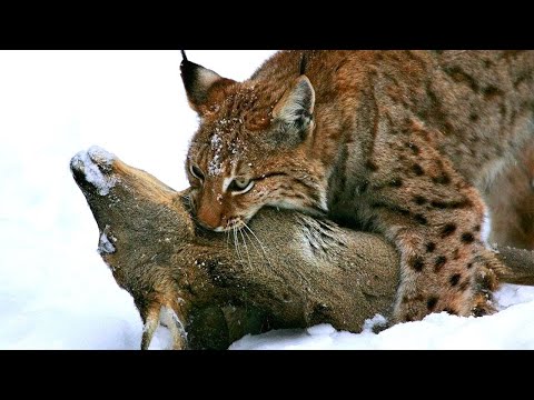 Видео: Евразийская рысь - Гроза оленей, зайцев и мышей. Умелый бесстрашный хищник!
