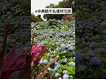 #よへなあじさい園 #饒平名繡球花園 #沖繩