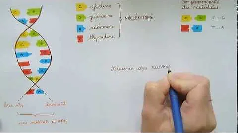 Comment compléter une molécule d'ADN ?