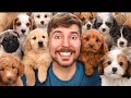 I Rescued 100 abandoned Dogs ! || mr beast hindi video||