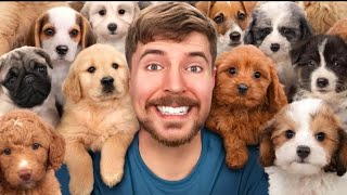 I Rescued 100 abandoned Dogs ! || mr beast hindi video||