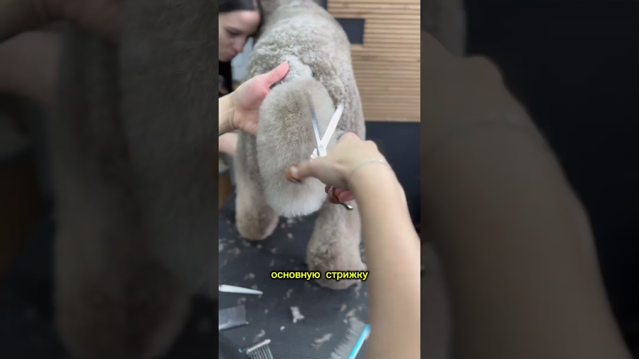 Очень сложная работа. Королевский пудель 🐩