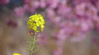 【お気楽バイク旅】ツーリングで出会った花々【MT-07】