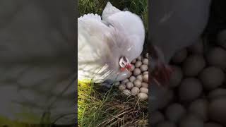 Angry chickens won’t let woman collect their eggs...