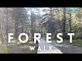 ASMR  🌳 1 Hour Walk in the Forest 🦜 Bird Sounds to Trigger Five Senses