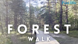 ASMR  🌳 1 Hour Walk in the Forest 🦜 Bird Sounds to Trigger Five Senses