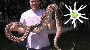 Huge Papuan Carpet Python - YouTube Star