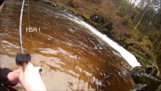 Pêche de la Truite Sauvage dans la Cure #3 - Morvan - Vairon Manié