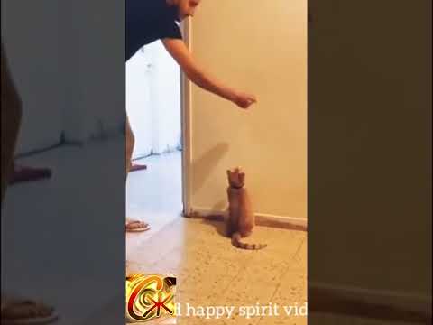 🐈 КОГДА УКРАЛ ПОСЛЕДНЮЮ ЗАБАВУ 😺 | часть 15 | 🤓 Приколы с инстограмм и Тик Ток 2022
