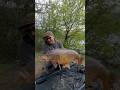 CARPFISHING Diga del Brasimone “one shot” big fish
