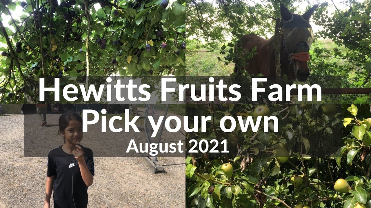 hewitts-farm-orpington-london-pick-your-own-fruit-bangla-vlog-ep