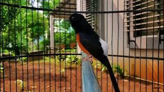 MURAI BATU GACOR | PANCING EMOSI LAWAN YANG LESU PART.13