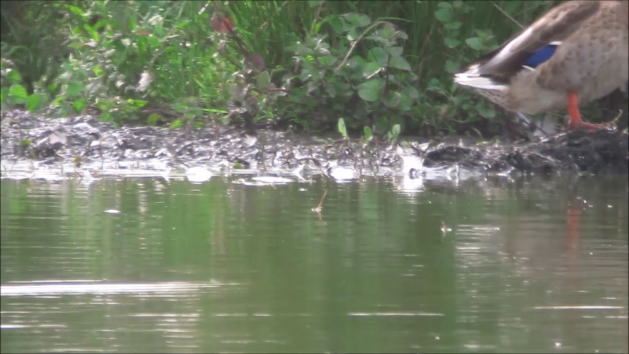 Spotted Crake, Northumbs, August 2017 