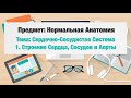 Сердечно-Сосудистая Система: строение Сердца, Аорты и Сосудов