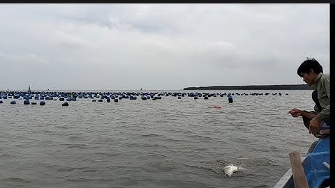 Hai cha con đi thăm lưới cá chẽm được con cá về nấu ăn cơm cùng gia đình (lê nghĩa cần giờ)