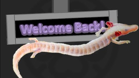 Axolotl Week 25: Welcome Back to Stealing!