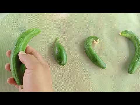 الفرق بين الإصابات الحشرية ونقص العناصر علي ثمار الخيار