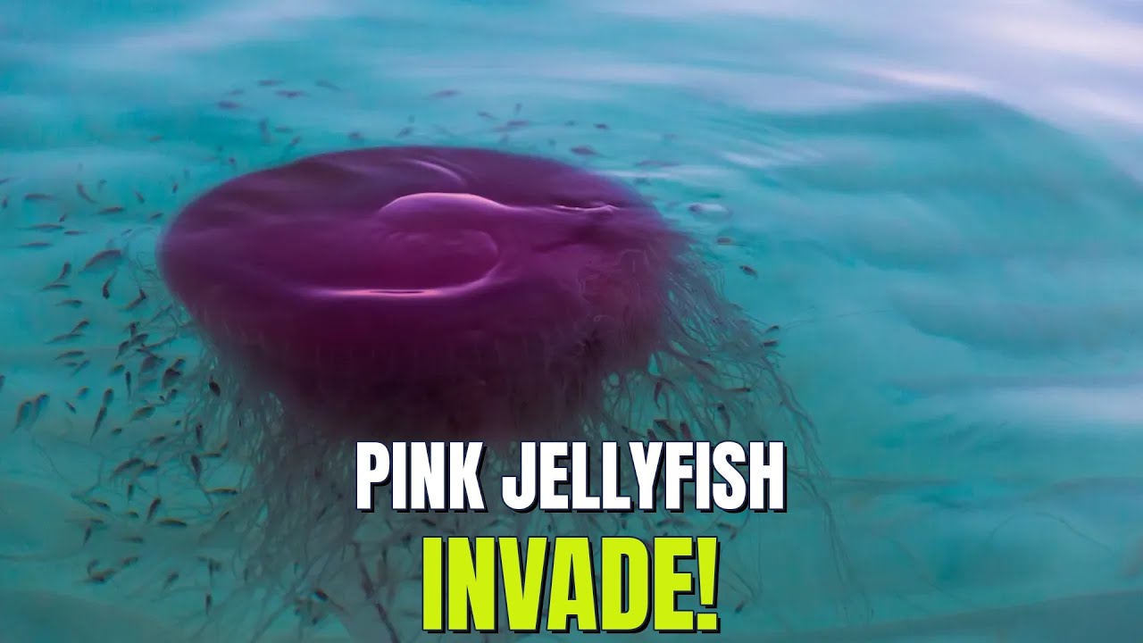 Pink Jellyfish Invasion! 🌸 Breast Cancer Awareness & Retro Diner Reopens!