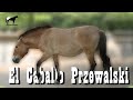 El Caballo Prehistórico Vivo Que No Evoluciono Con Los Demás (Przewalskii) 🐴-Del Cerro Soy