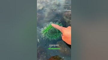 sea anemone😲 #science #sciencefacts