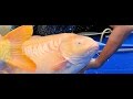 Koi Carpas ENORMES y GRANDES! el pez mas caro en el MUNDO $743,000 dollars