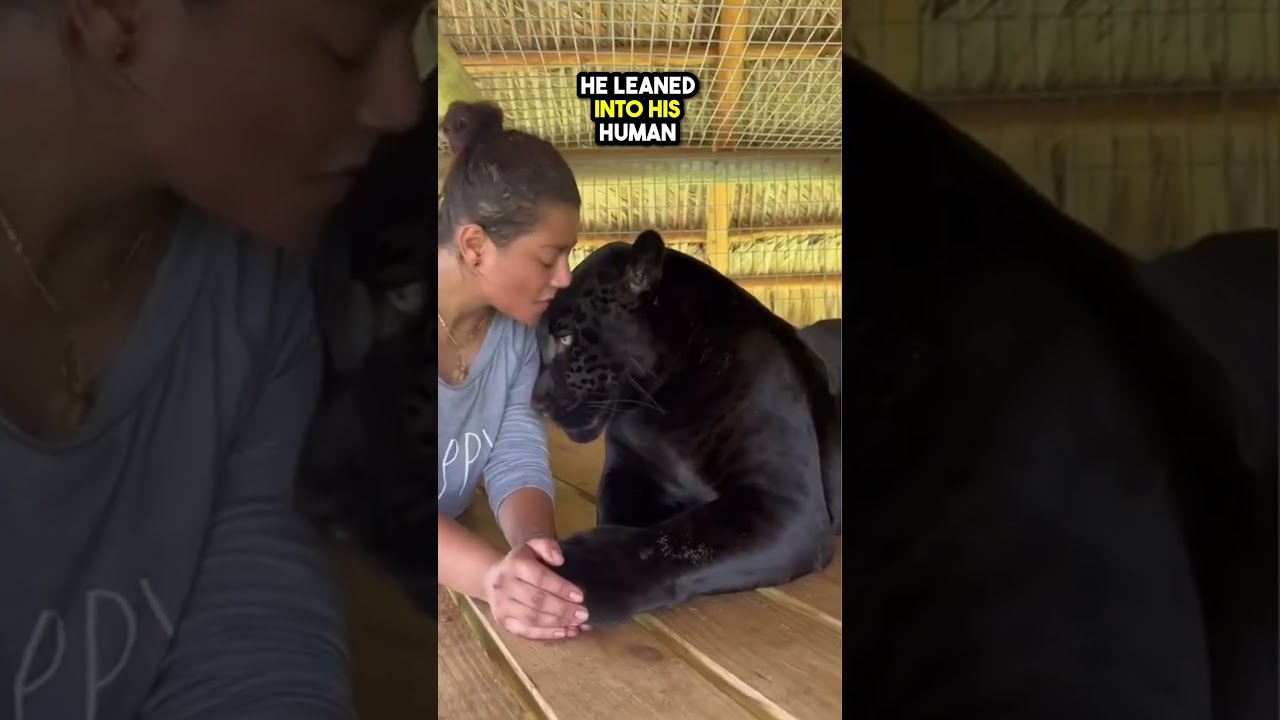 This Pet Jaguar Gave Its Owner Kisses 