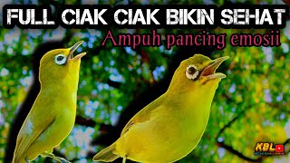 CIAK CIAK KECIAL KUNING SUPER AMPUH‼️BIKIN KECIAL SEHAT DAN RAJIN BUNYI|| KICAU BUMI_LOMBOK.