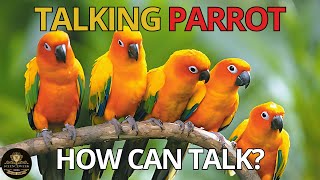 Talking Parrots: See how they can talk.