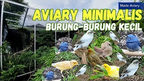 MEMBUAT AVIARY MINIMALIS 3m x 3m x 3m