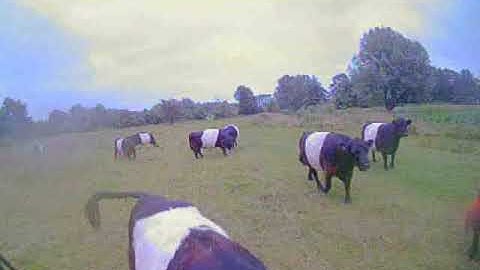 Cows!