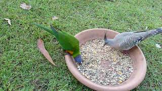 Feeding Mix of Wild Birds by Minda2022 64 views 2 years ago 3 minutes, 55 seconds