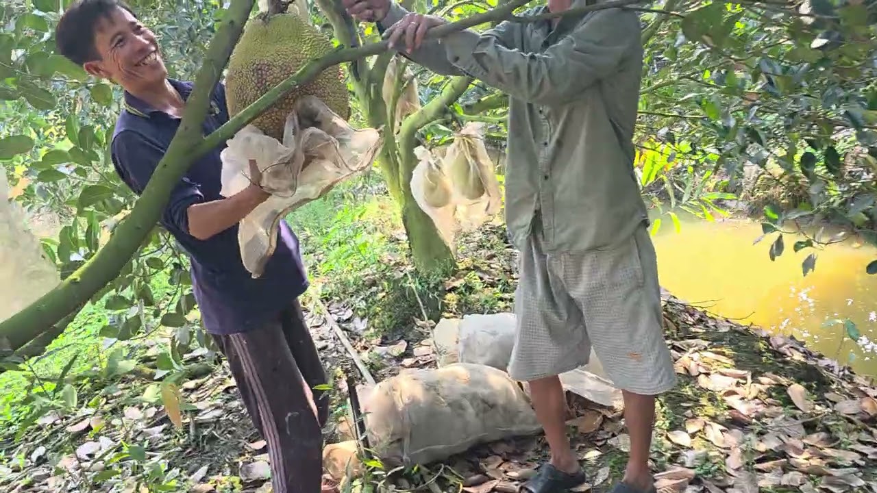 Vườn Mít Đỏ 5 Năm Trái Khủng Nhất Nhì Không.Lh:0949777827 Gặp Vĩnh.