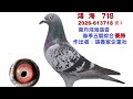 鴿養家企業社-全台獨家首拍會2026-613718斑母，本身鴻海鴿會五關綜合優勝。#恆盟賽鴿網 #鴿養家企業社#完翔鴿#拍賣鴿