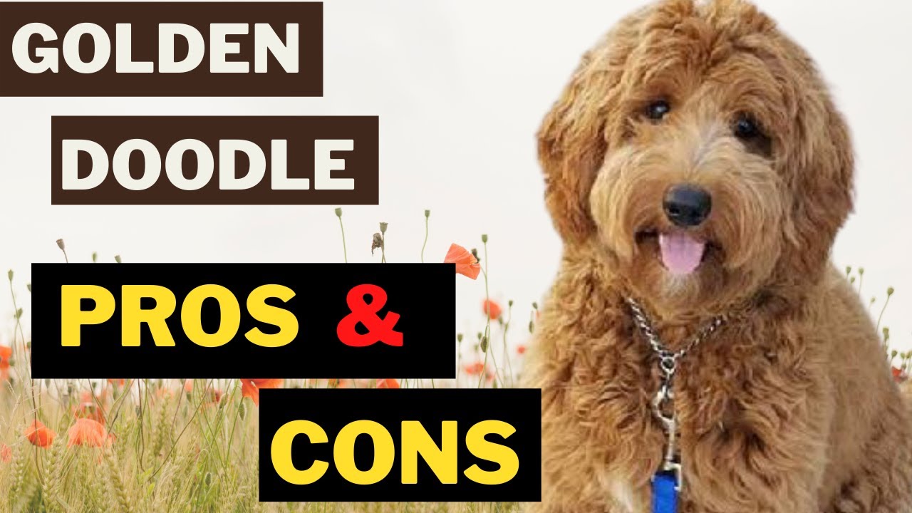 Mission I nåde af Tablet GoldenDoodle - 12 Pros and Cons of Golden Retriever and a Poodle Mix -  YouTube
