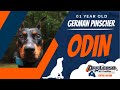 1yo German Pinscher (ODIN) Best Dog Trainers in Fredericksburg VA の動画、YouTube動画。