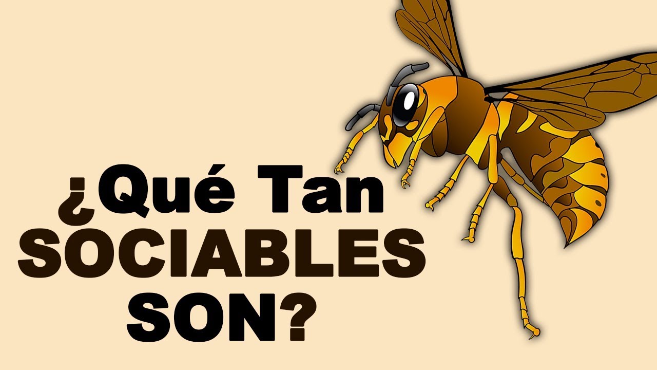 Cuánto tiempo vive una cucaracha