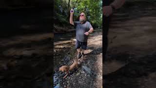 Dogs having fun swimming #dogs #swim #river 