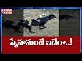 Viral Video: Monkey Rides On Dog