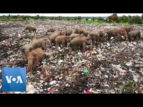 Drone Footage Shows Elephants Foraging for Food in Sri Lanka Garbage Dump.